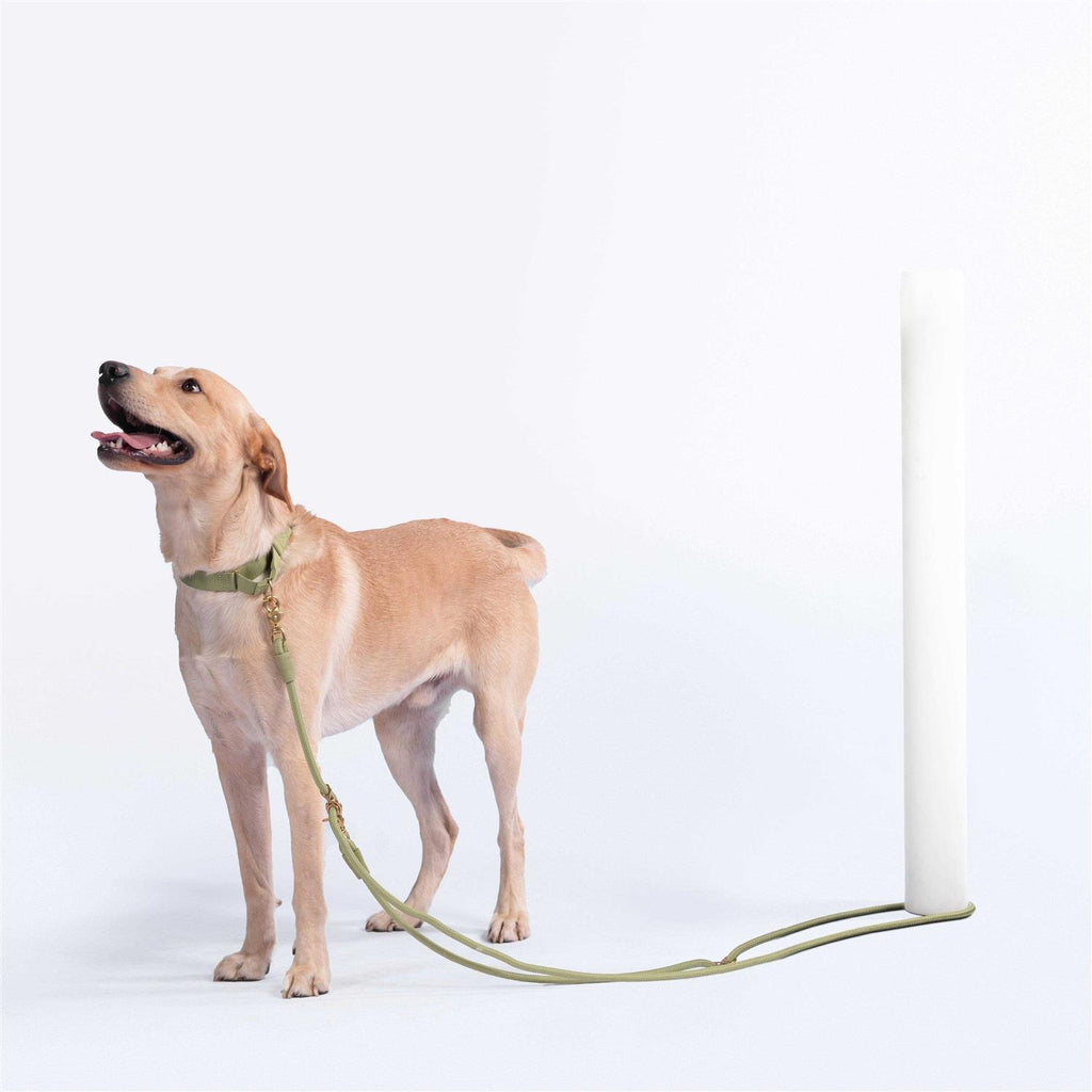 Leash Z52165