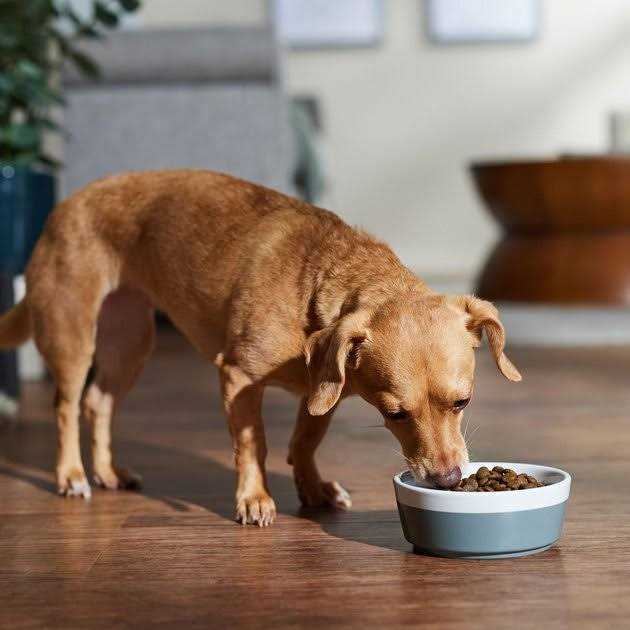 Dog Dry Food Boar & Apple Adult Mini C751318