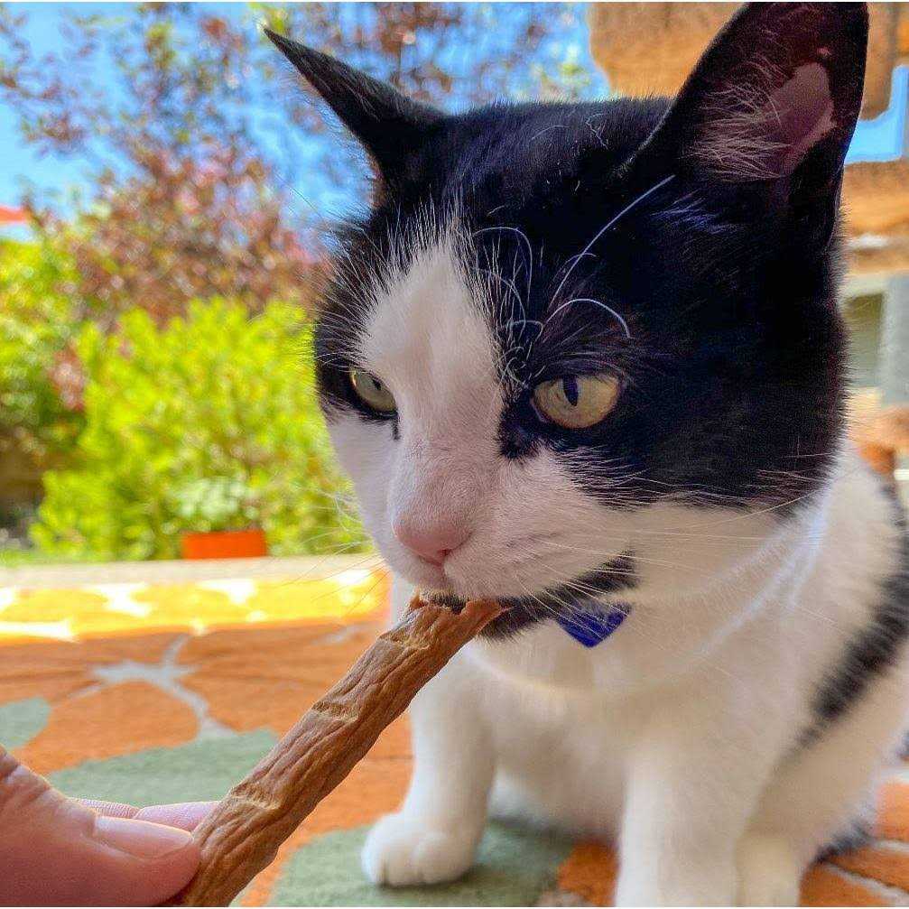 Chicken Cat Treats P92015