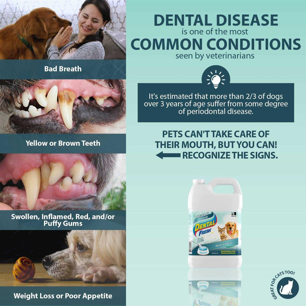 1 Gallon Dental Fresh S893
