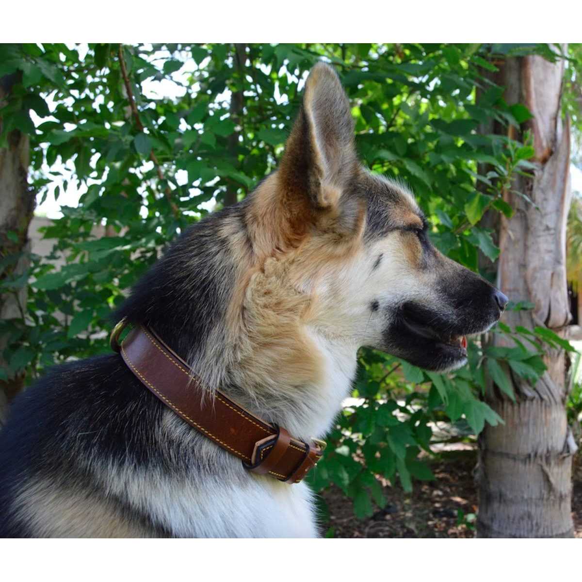 Leather Padded Dog Collar K6214