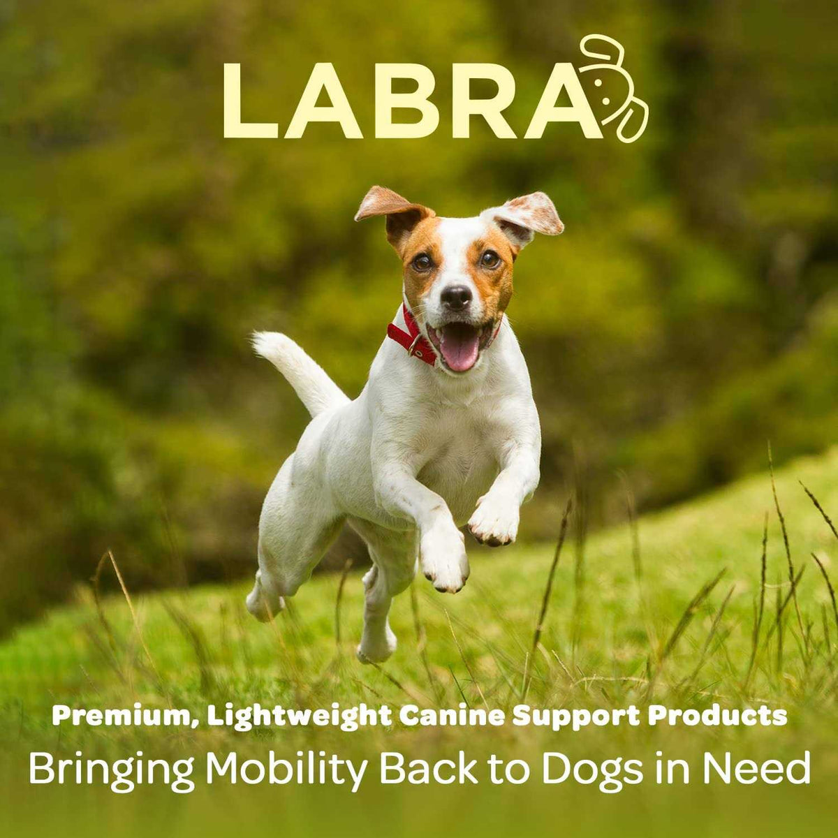 Dog Back Brace Z26421