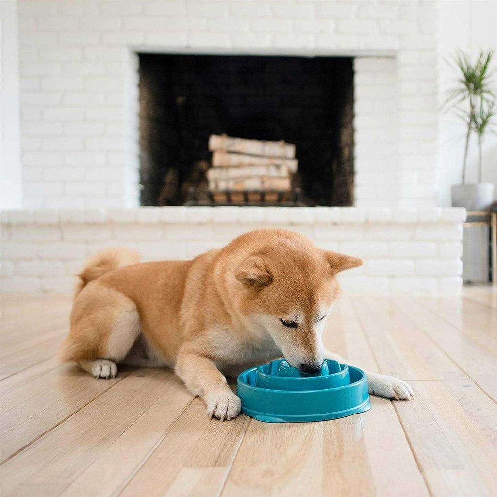 Fun Feeder Bowl Y81809
