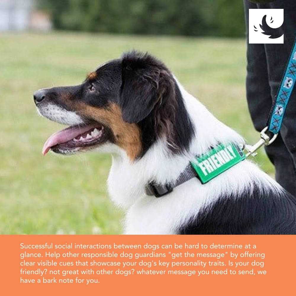 Dog Collar and Leash D536182