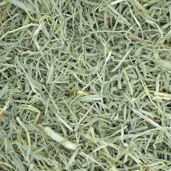 Timothy Hay Small Pet Food E68800