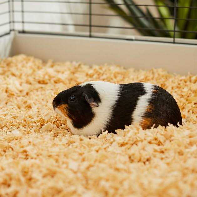 Pine Shaving Small Pet Bedding S902