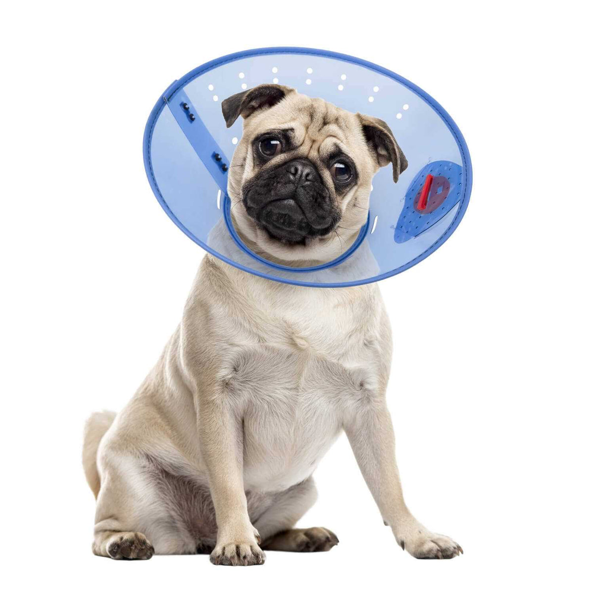 Calming Dog E-Collar O261