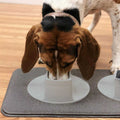Pet Feeding Station D8828