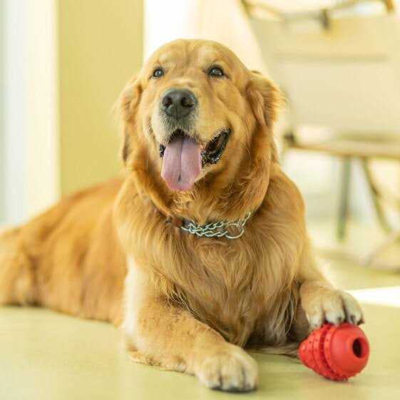 Dog Toy U5139