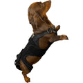 Dog Back Brace Z26421