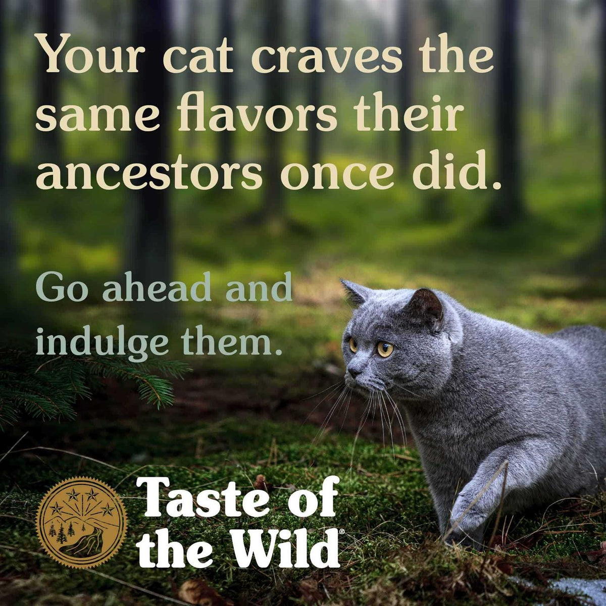 Cat Food Z96034