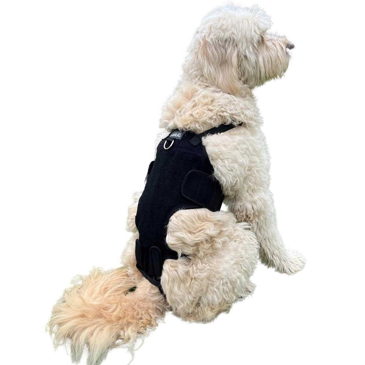 Dog Back Brace Z26421