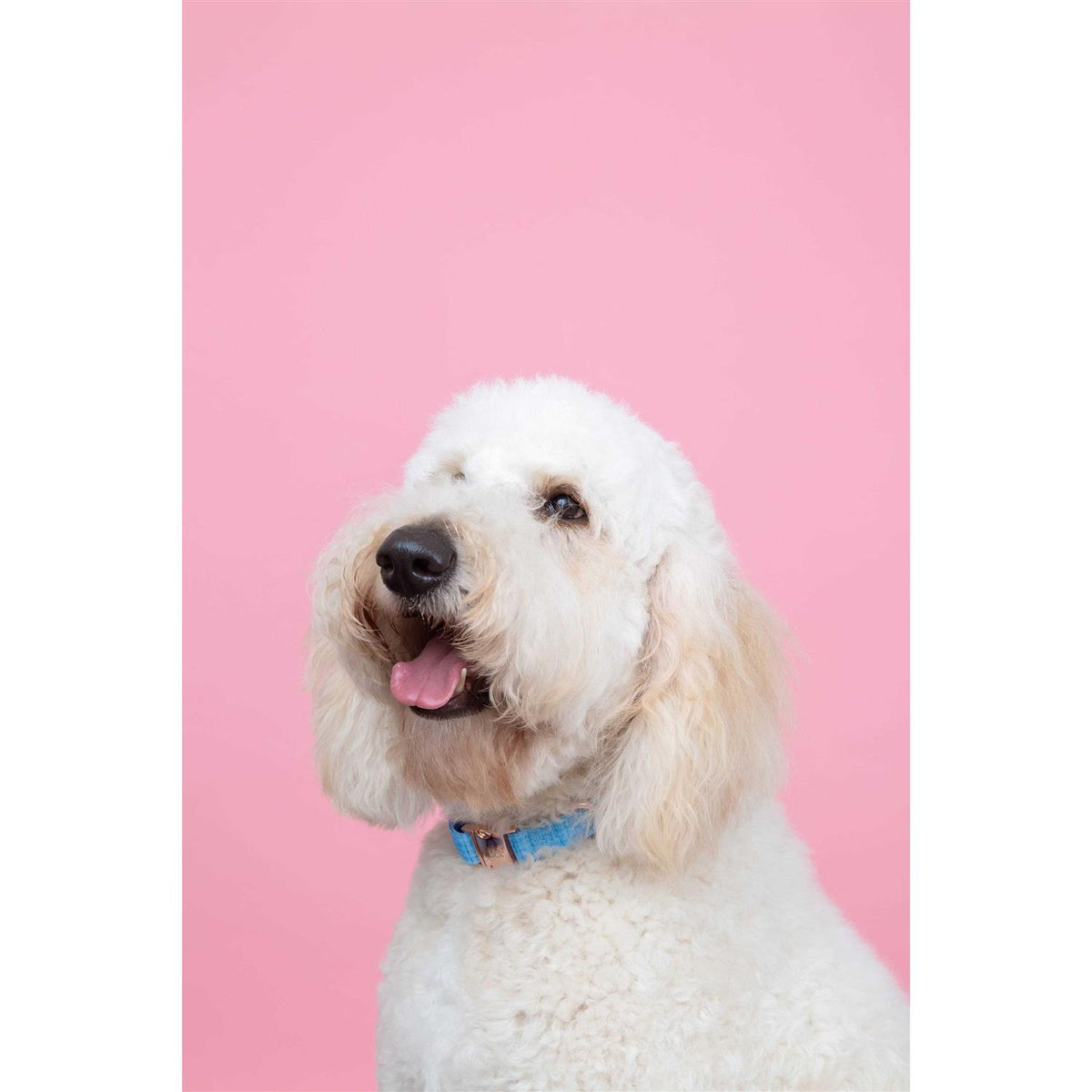 Dog Collar G5401