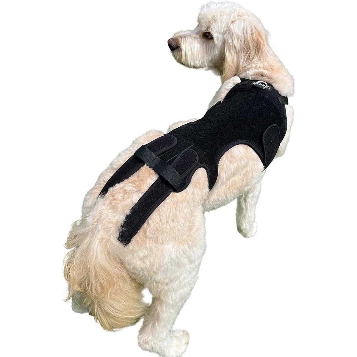 Dog Back Brace Z26421