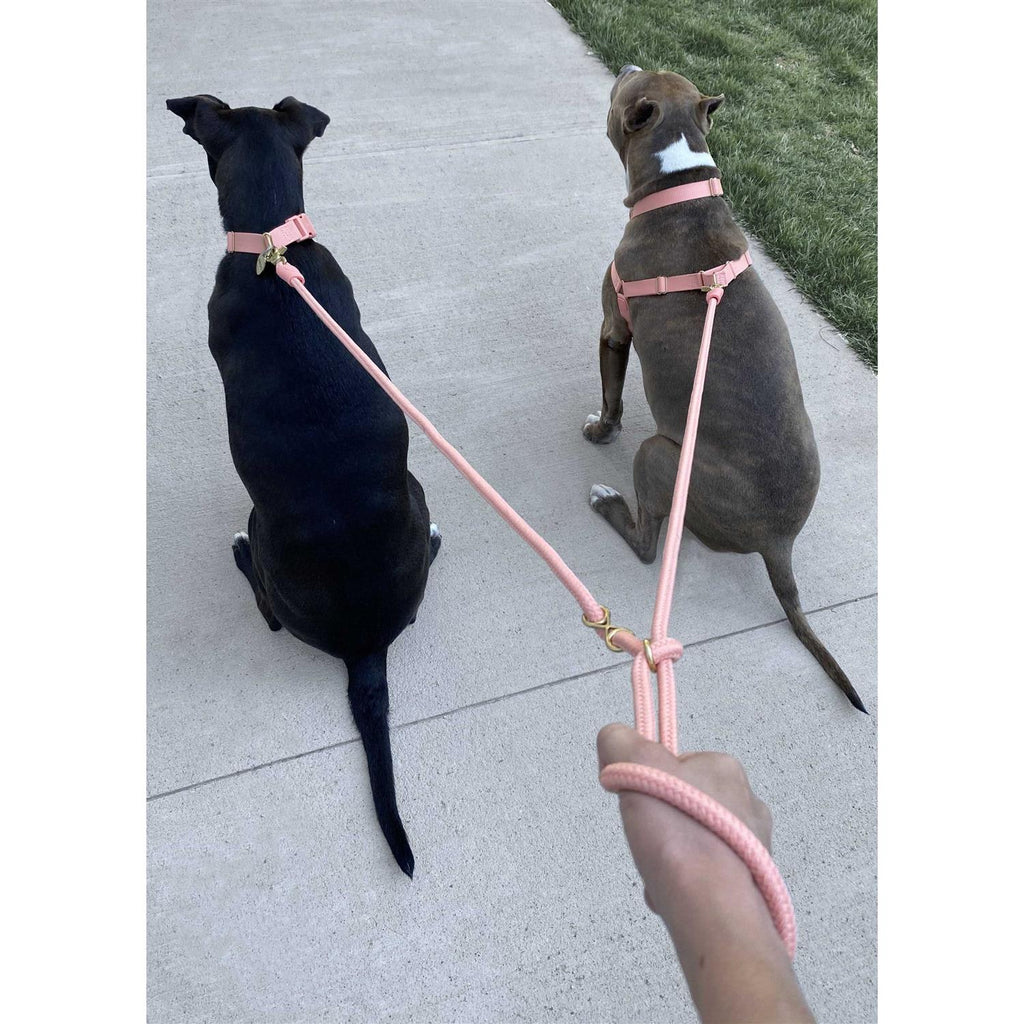 Leash Z52165