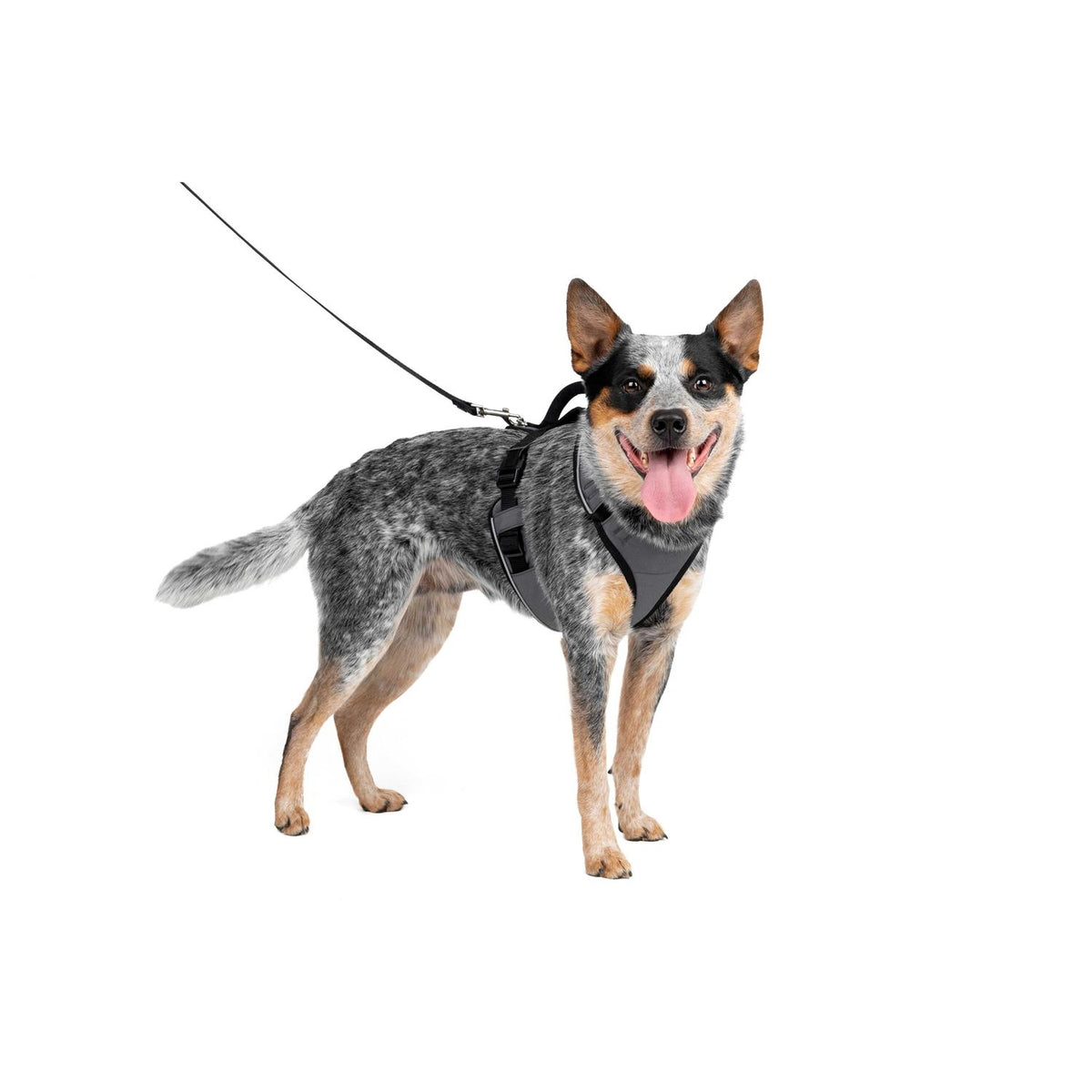 Dog Harness C844991