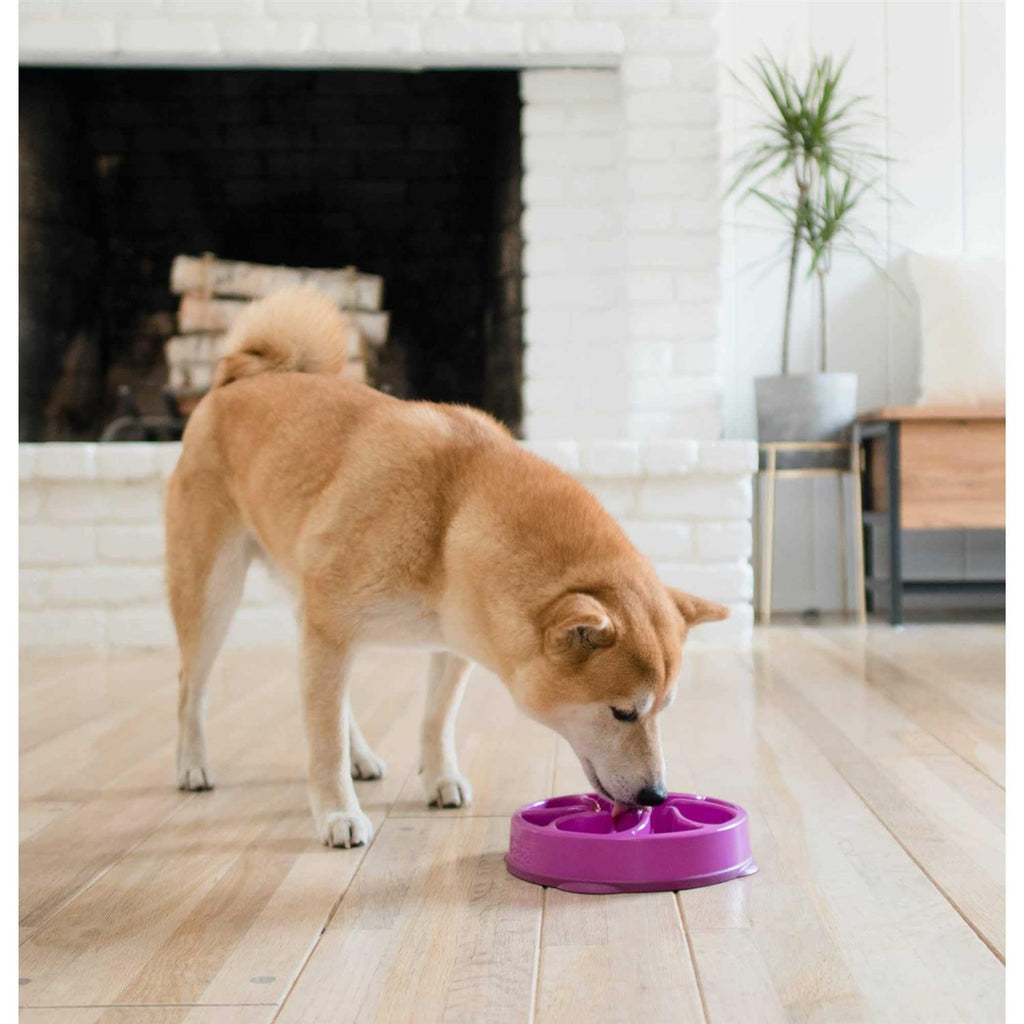 Fun Feeder Bowl Y81809