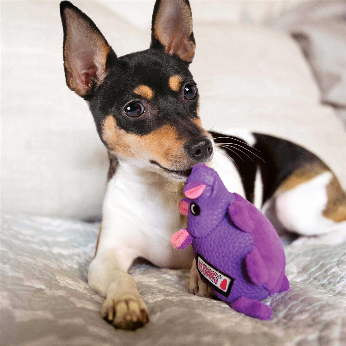 Pig Dog Toy C488